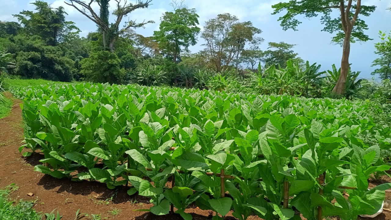Finca Mokhuba