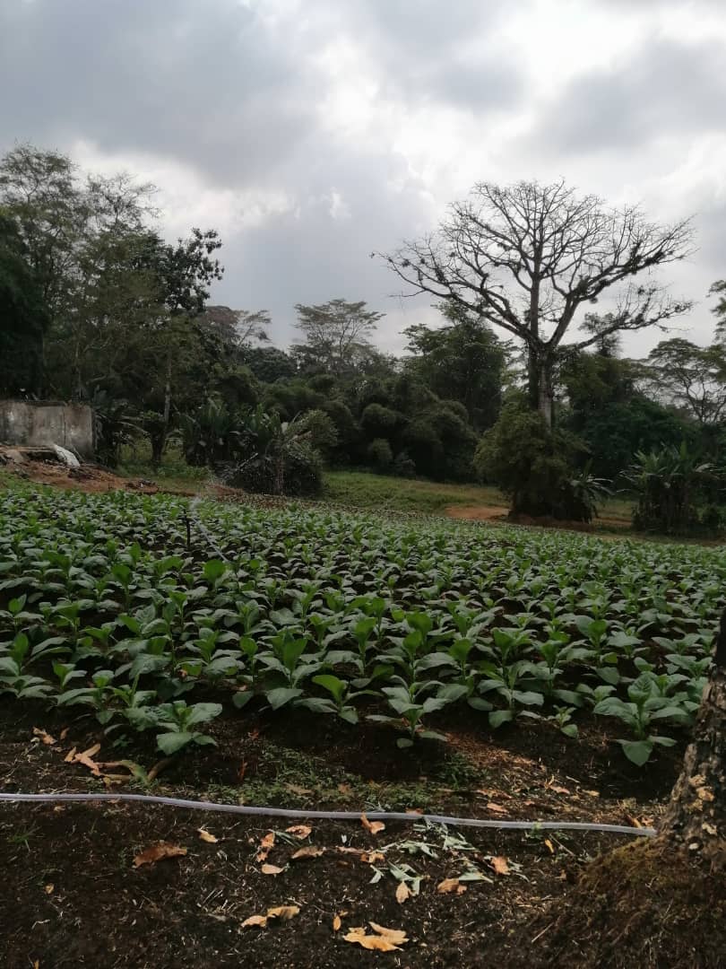 Nuestra finca