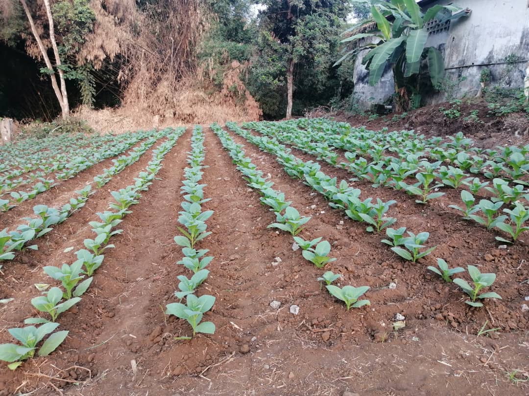 Nuestra finca