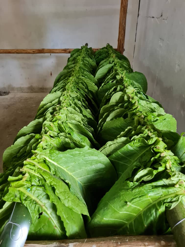 Nuestra finca