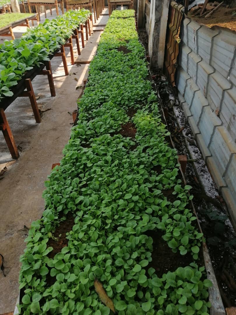 Nuestra finca
