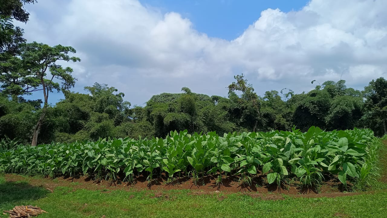 Nuestra finca