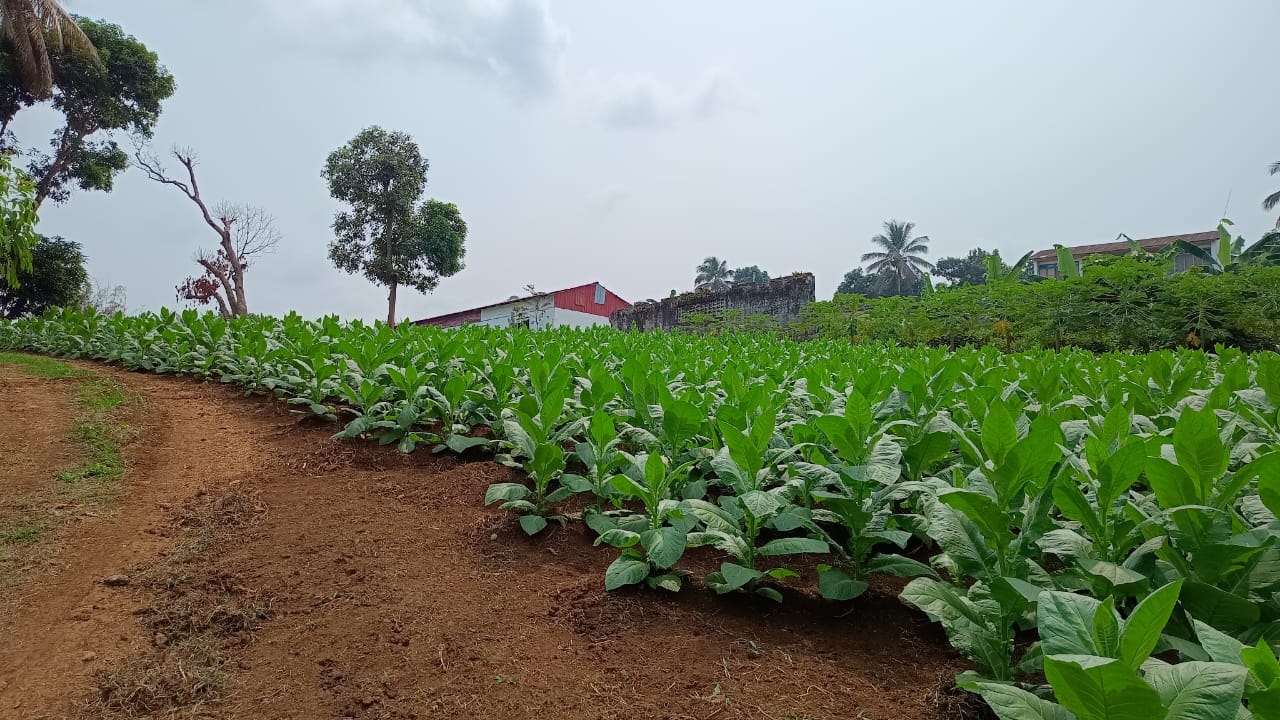 Nuestra finca