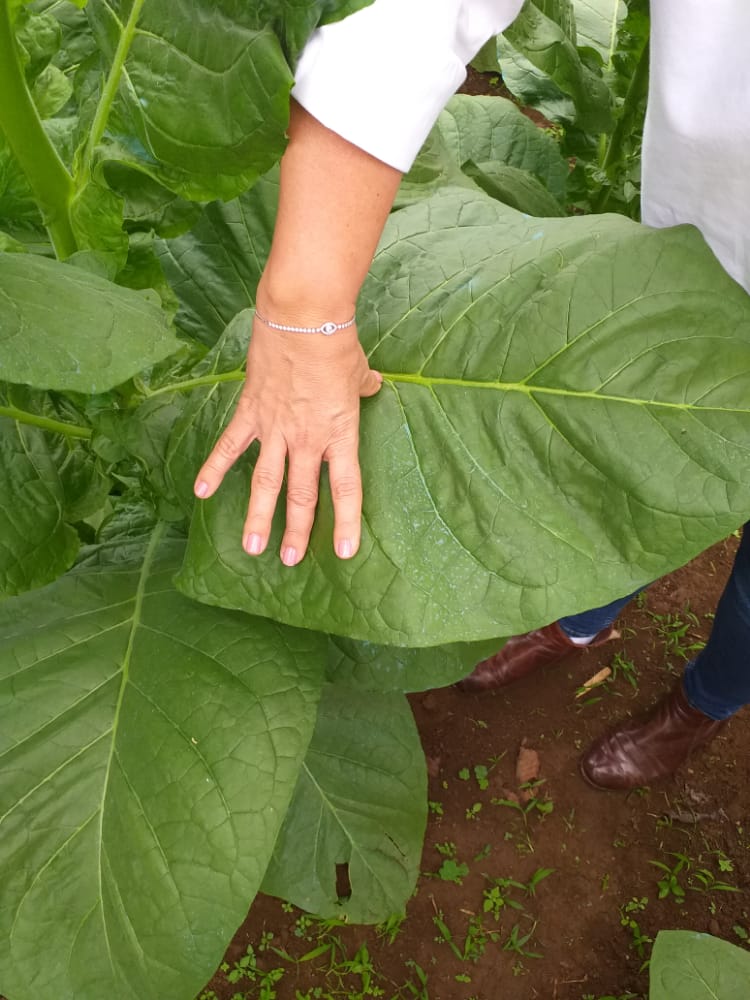 Nuestra finca