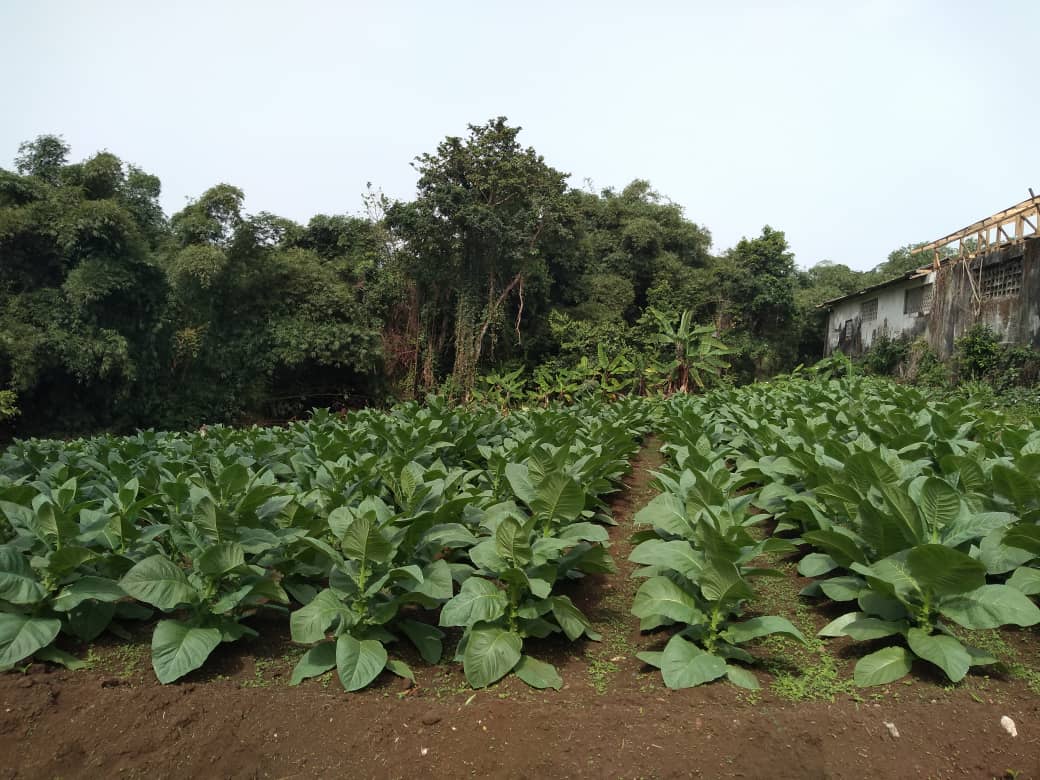 Nuestra finca