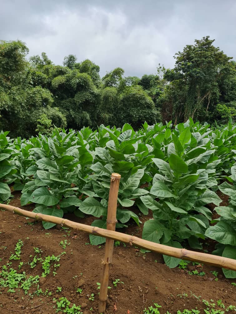 Nuestra finca